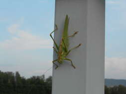 Image of Great green bushcricket