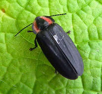 Image of Diurnal Fireflies