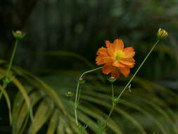 Image of sulphur cosmos