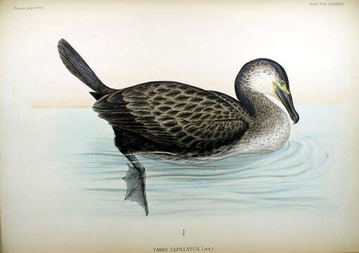 Image of Phalacrocorax Brisson 1760