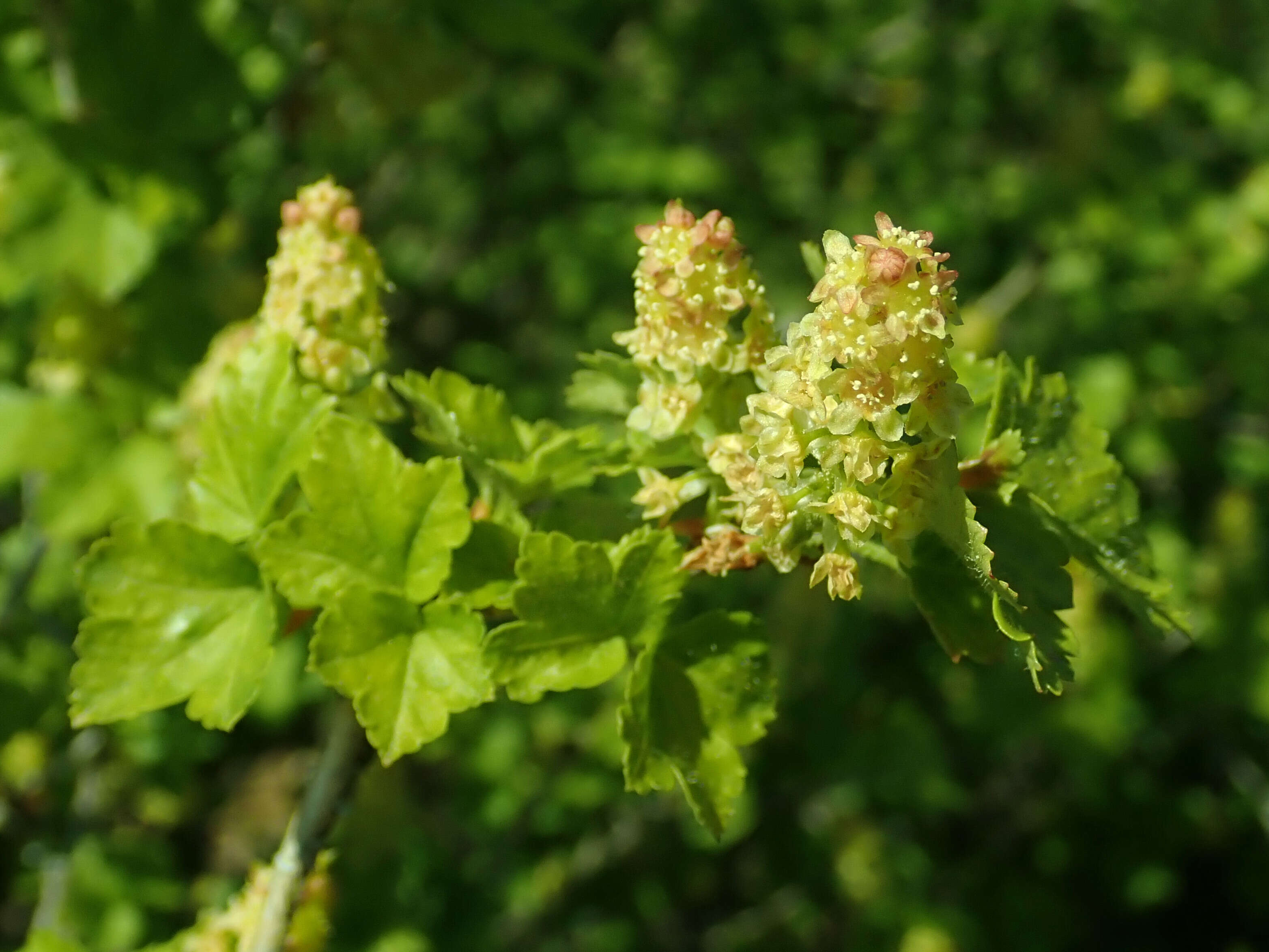 Image of Mountain Currant