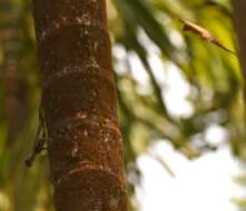 Image of Indian flying lizard