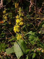 Image of Broad-leaved goldenrod