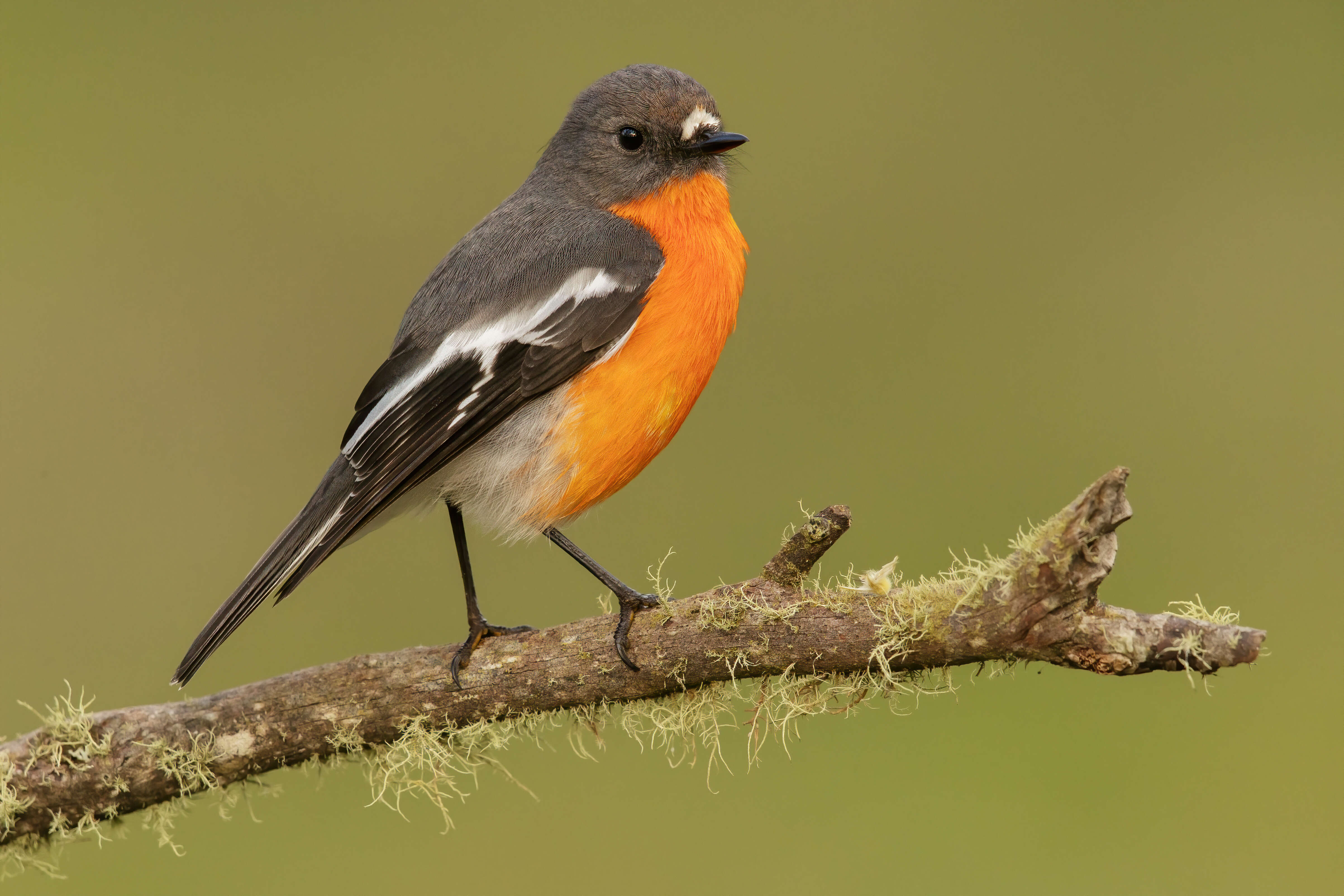 Image of Flame Robin