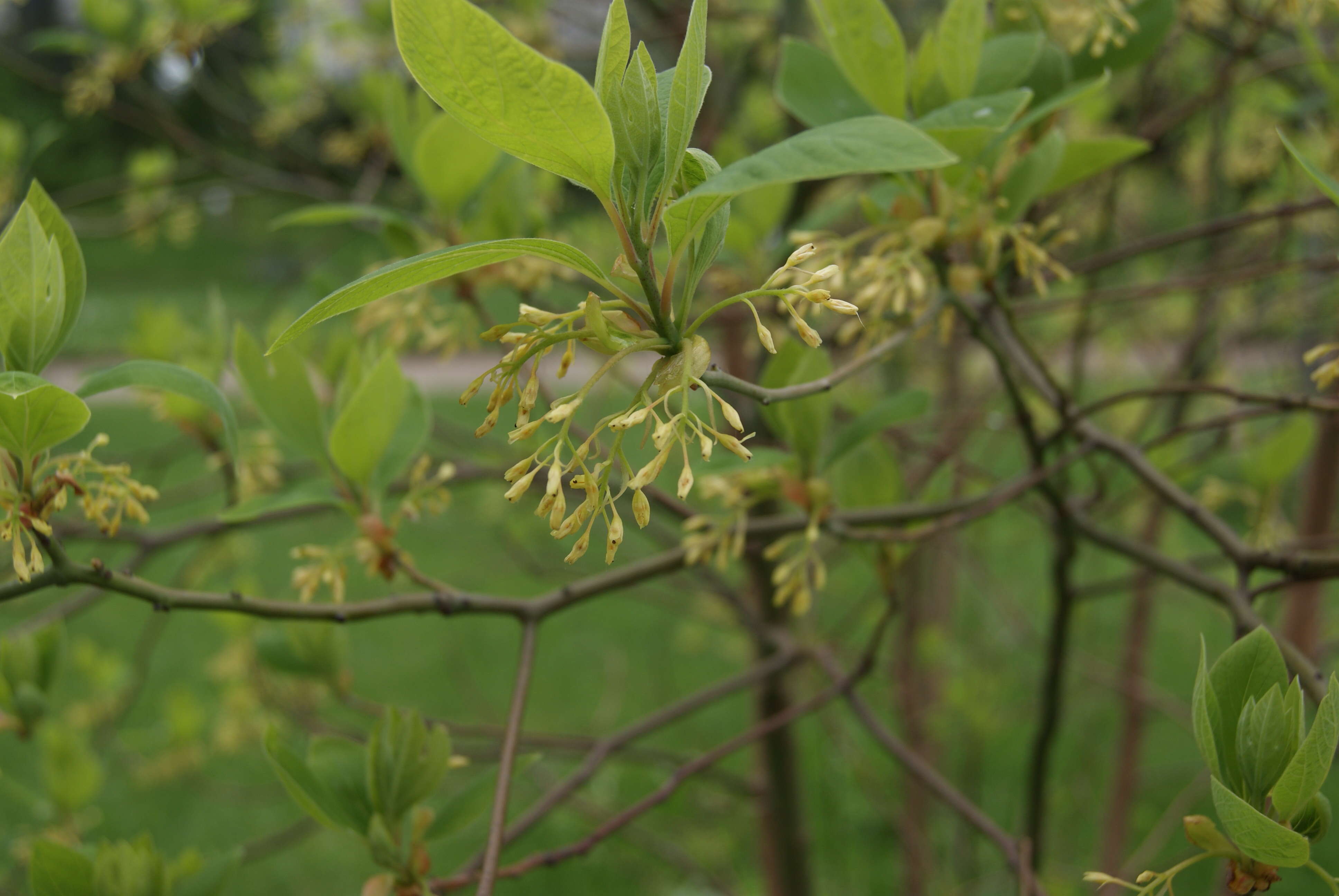 Image of Mitten tree