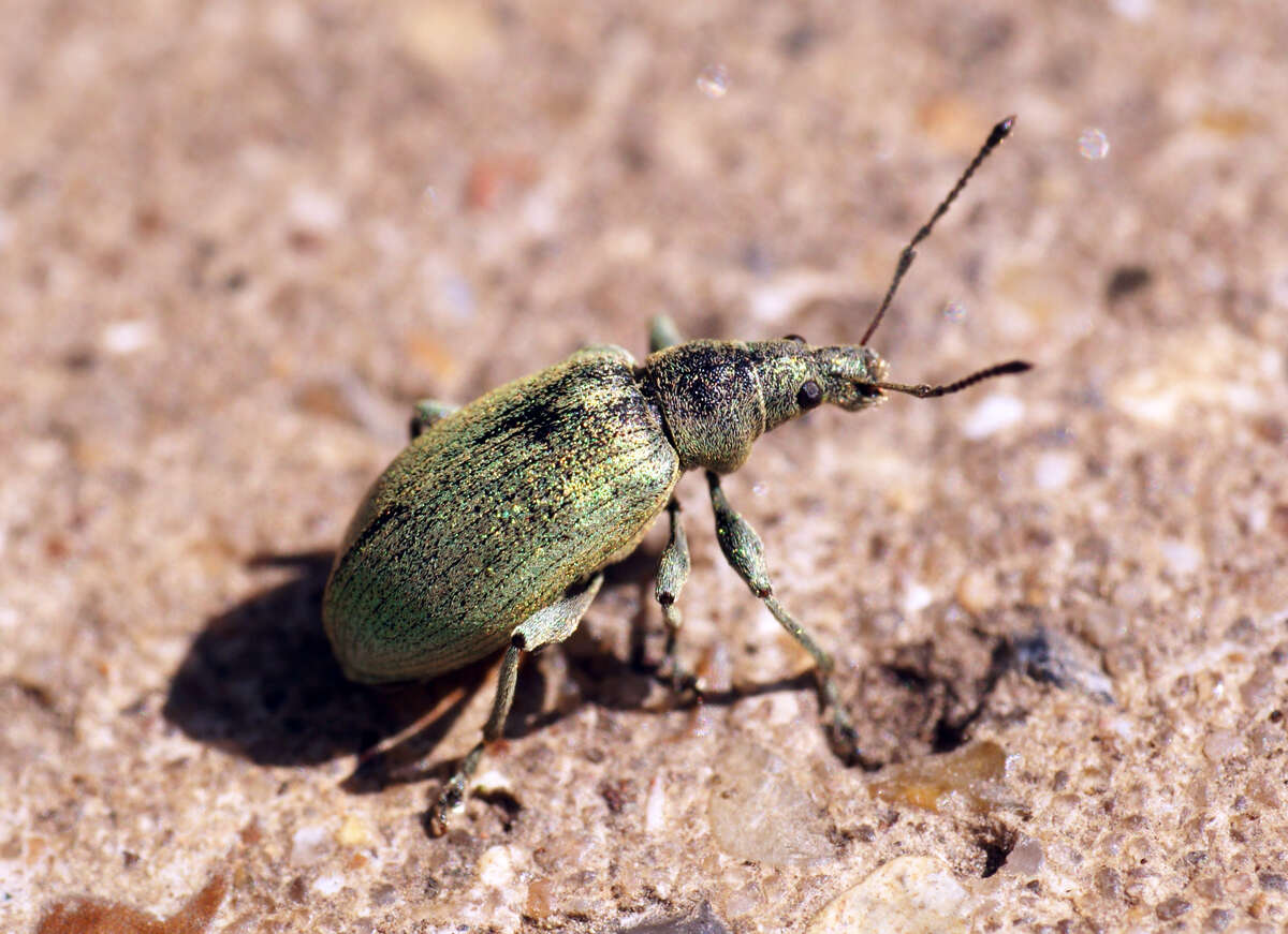 Image of Phyllobius (Subphyllobius) virideaeris (Laicharting 1781)