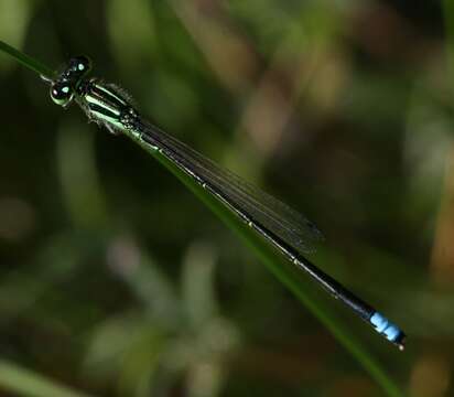 Image of Eastern Forktail