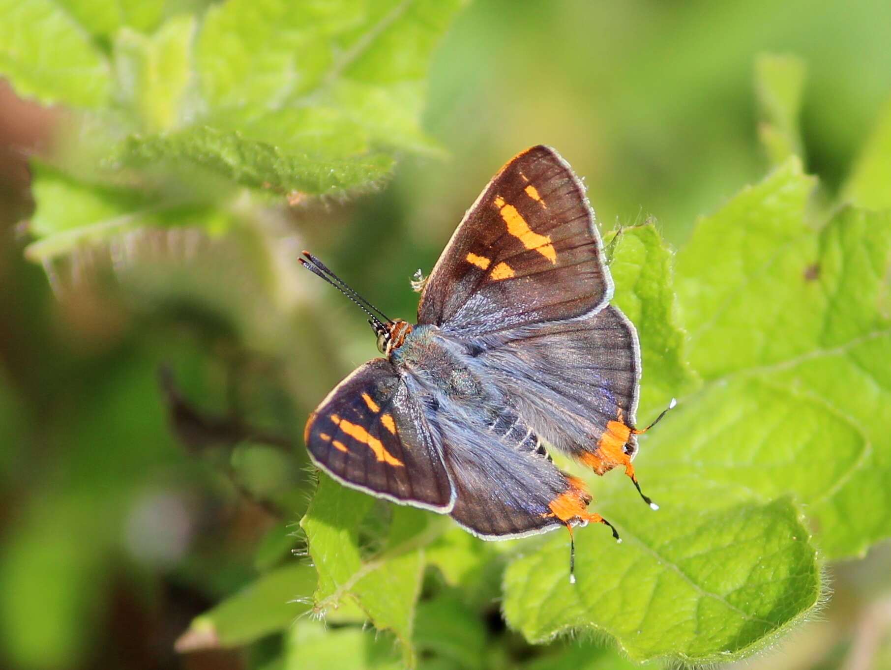 Слика од Cigaritis schistacea