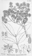 Image of Rhynchocalyx lawsonioides Oliver