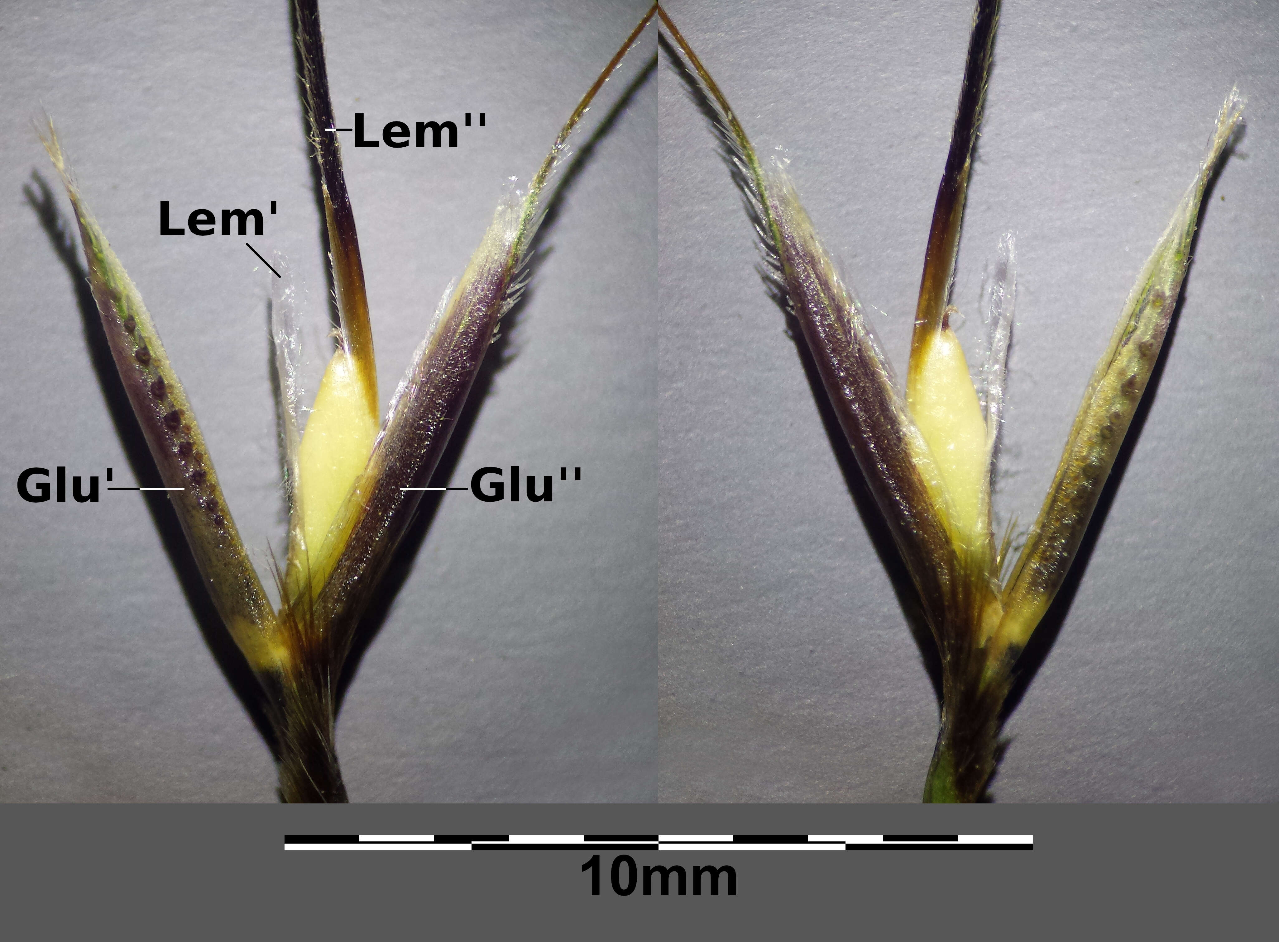 Image of Chrysopogon gryllus (L.) Trin.