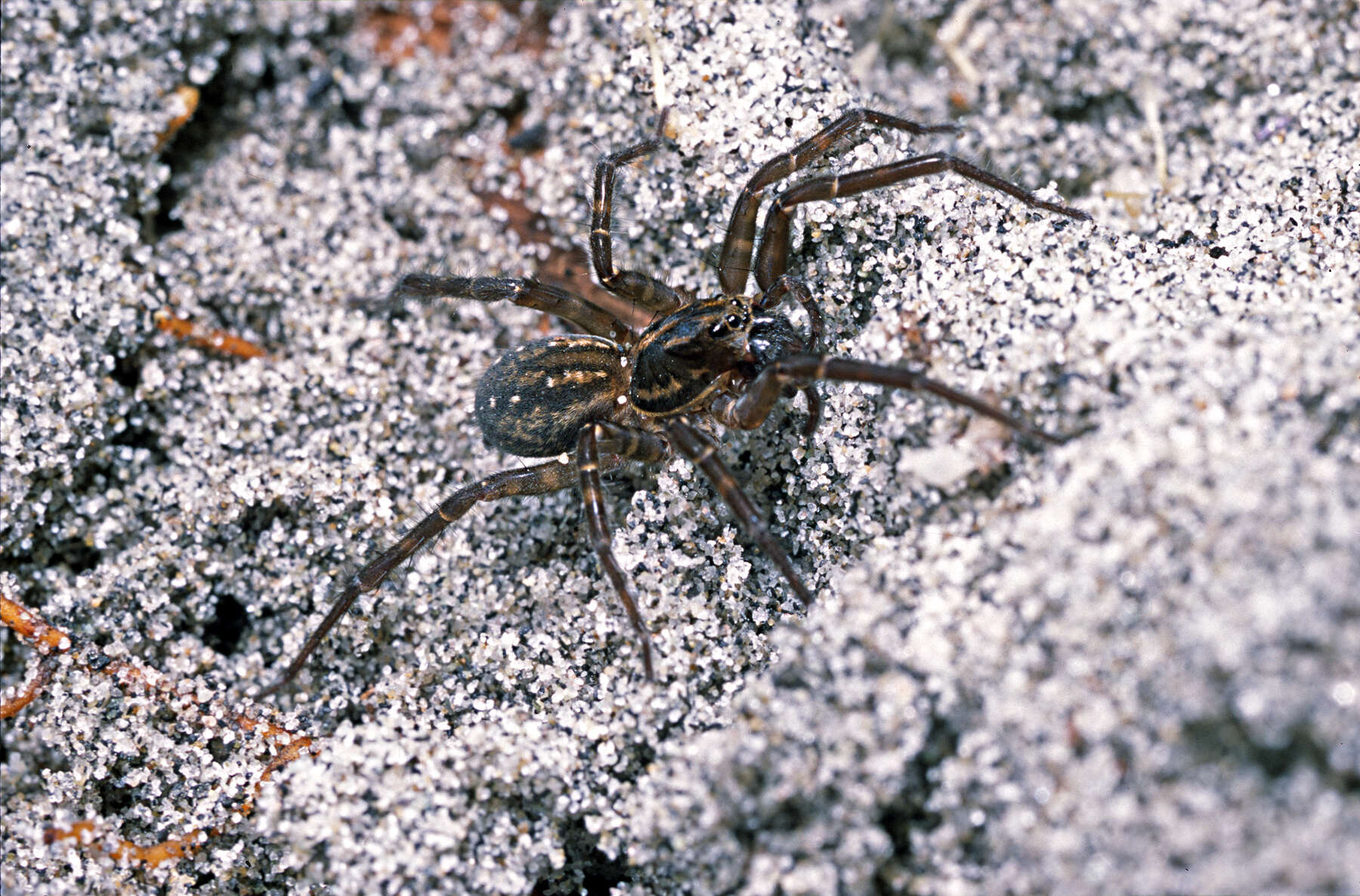 Image of Anoteropsis litoralis Vink 2002