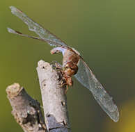 Image of Common Darter