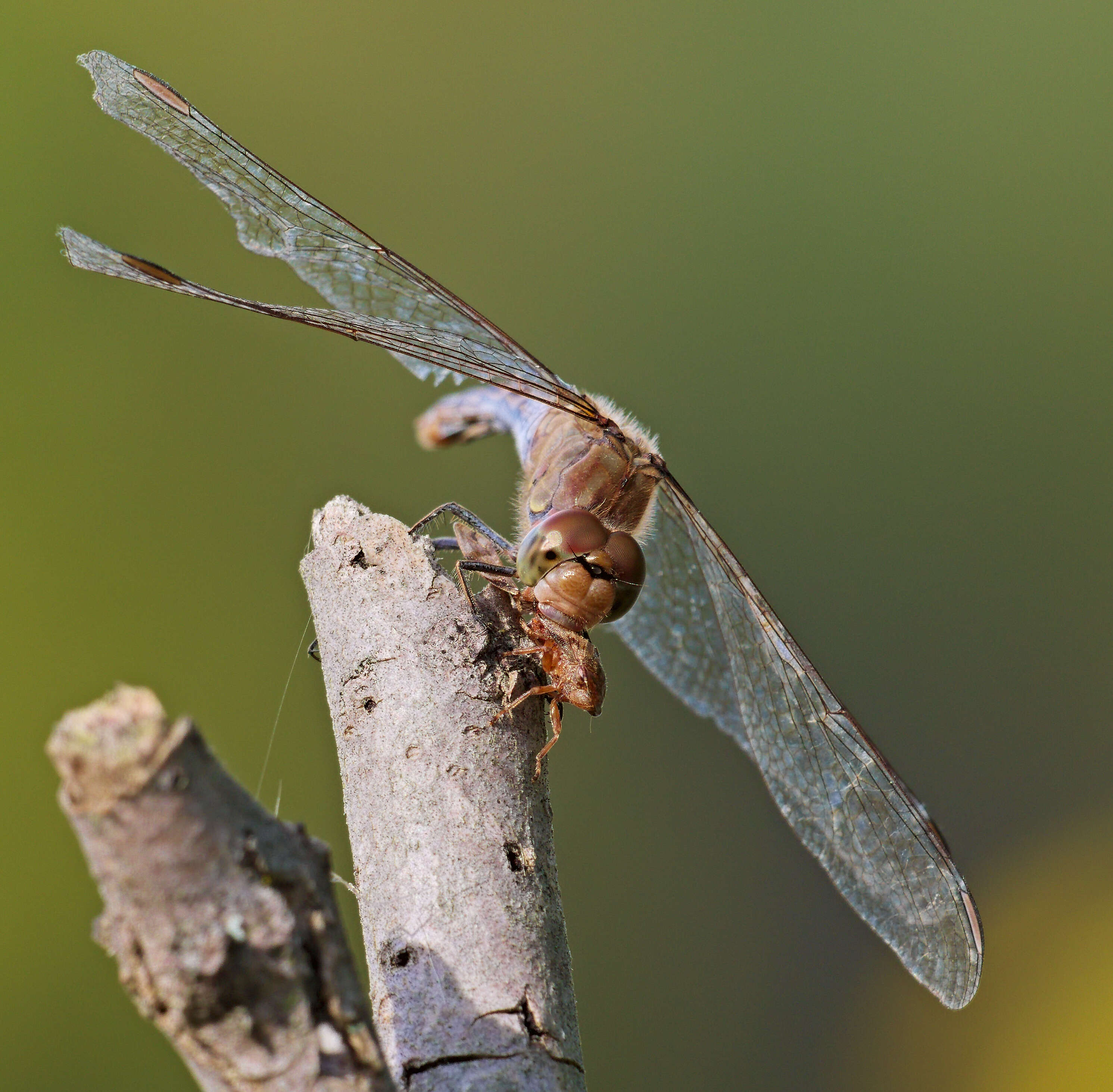 Image of Common Darter