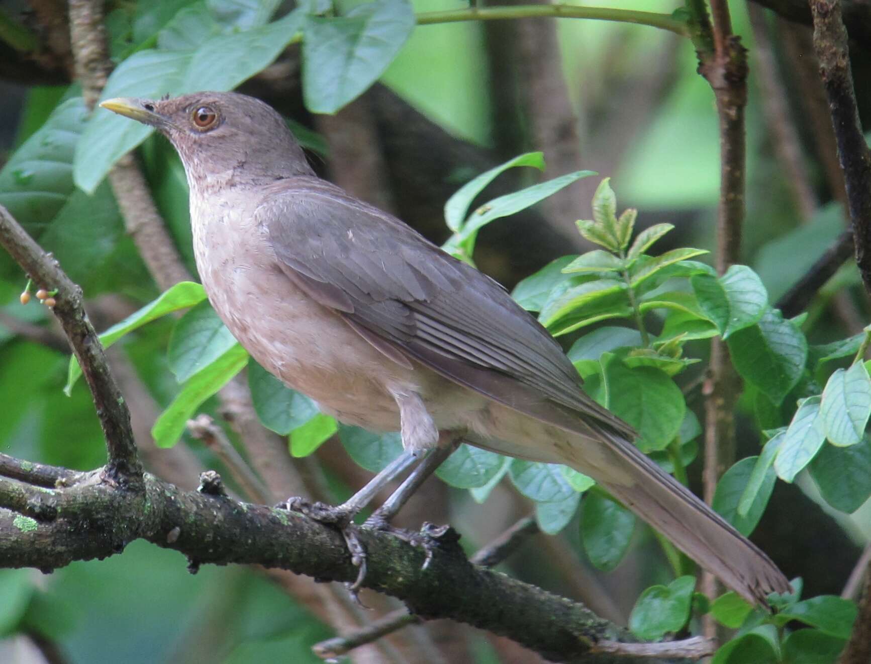 Image of Clay-colored Robin