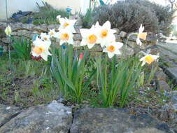 Image of cream narcissus