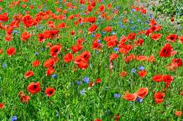 Image of corn poppy