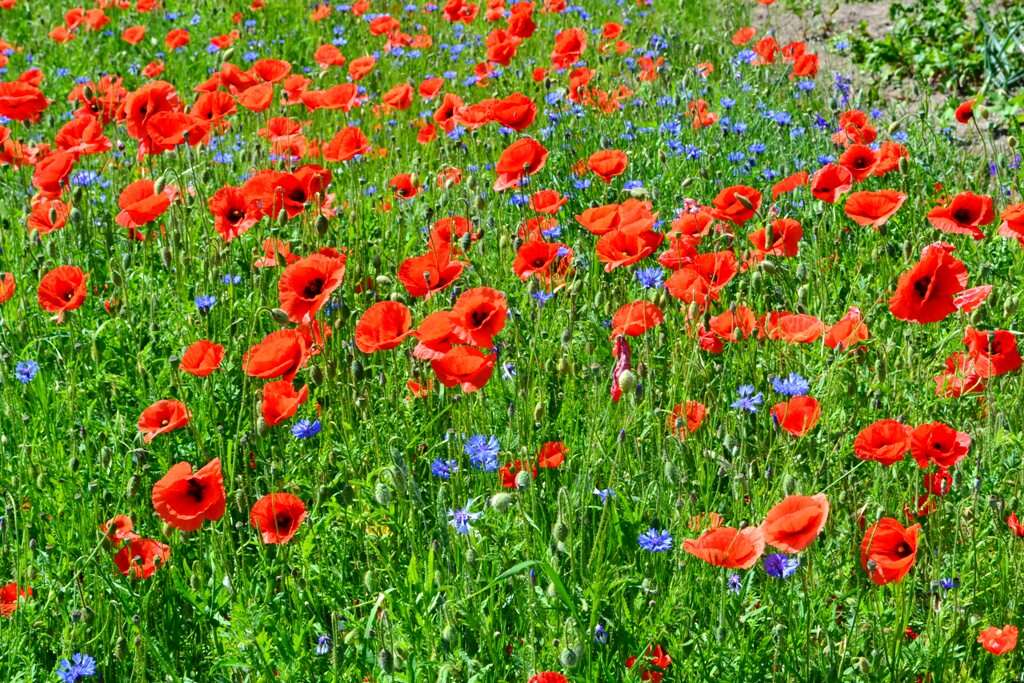 Image of corn poppy