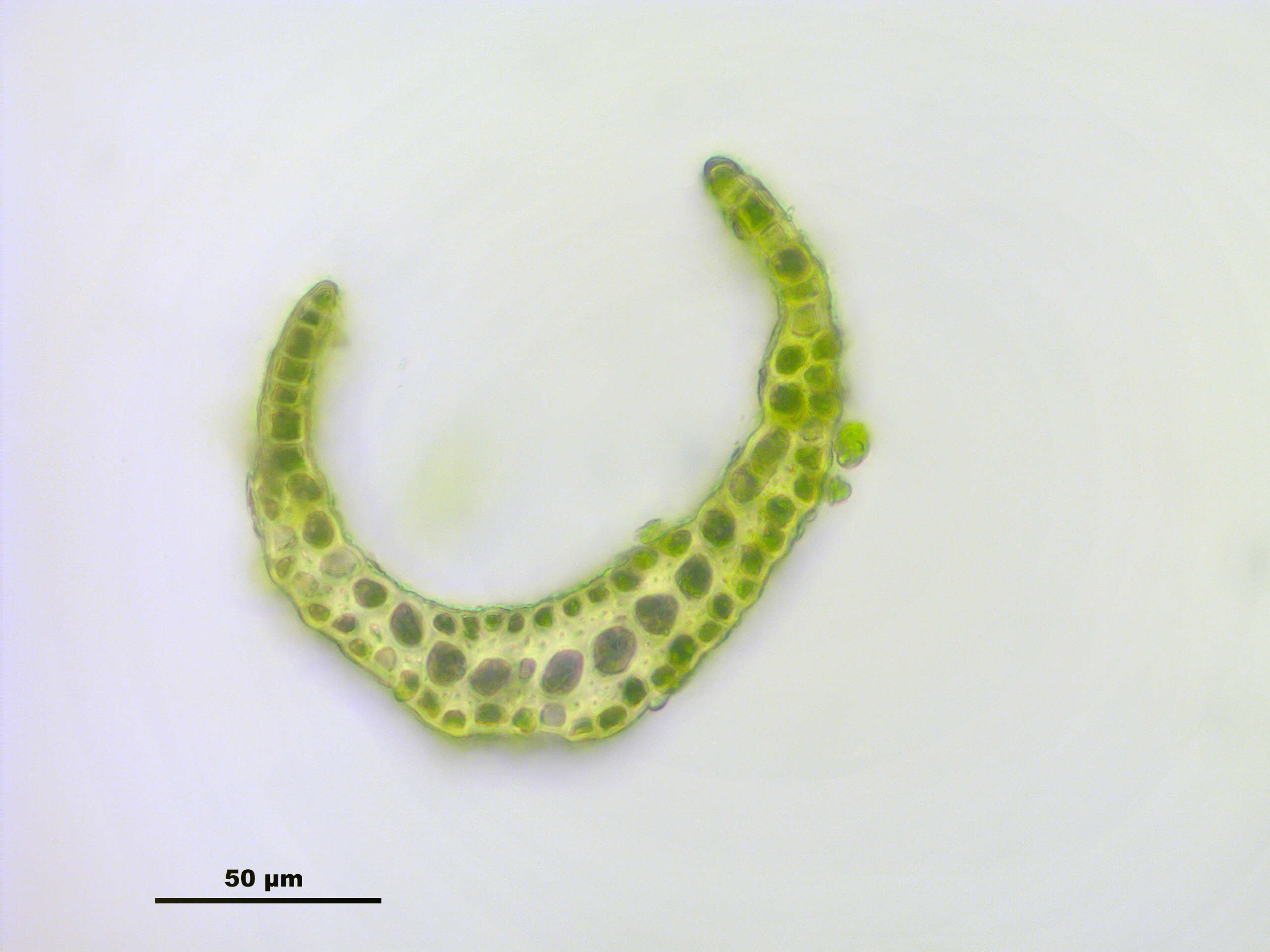 Image of denuded dicranodontium moss