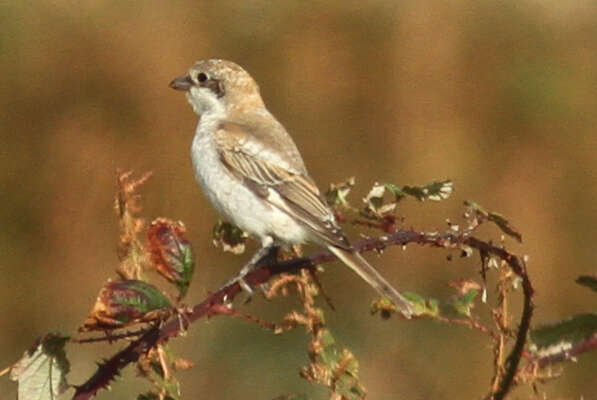 Image of Woodchat Shrike