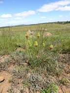 Plancia ëd Aloe modesta Reynolds