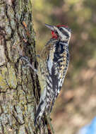 Image of Sapsucker