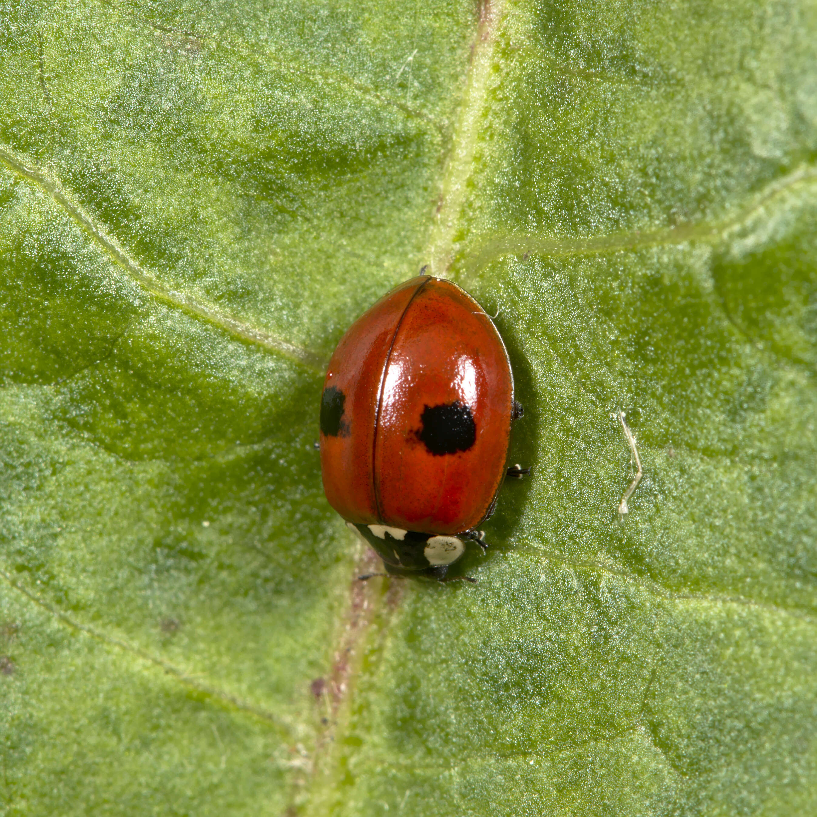 Adalia bipunctata (Linnaeus 1758) resmi