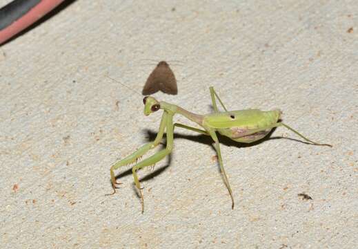 Image of Carolina Mantis