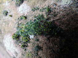 Image of pulvinate dry rock moss