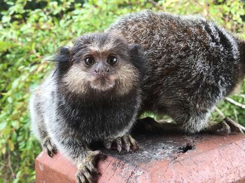 Image of Black-pencilled Marmoset