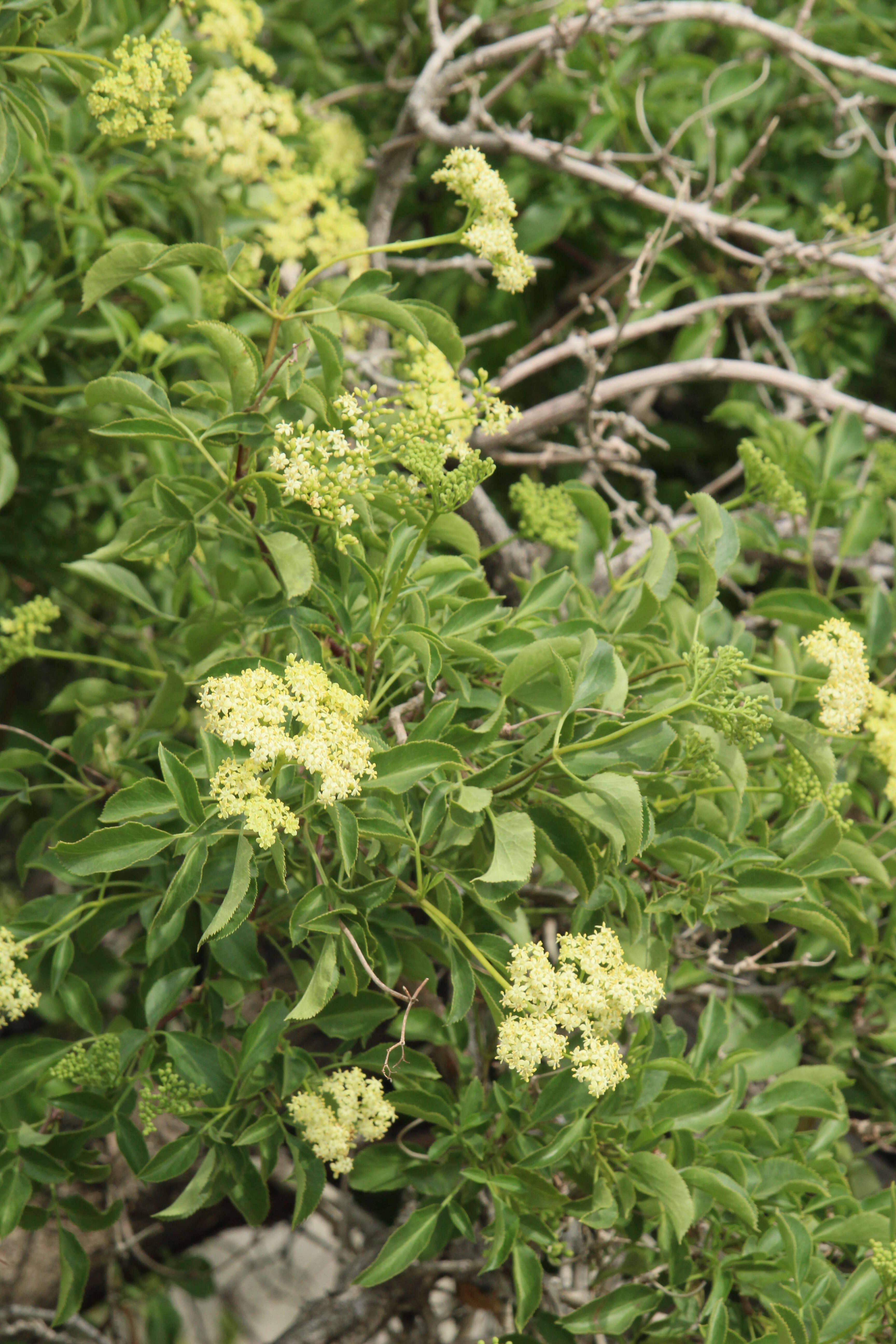 Image of Sambucus cerulea