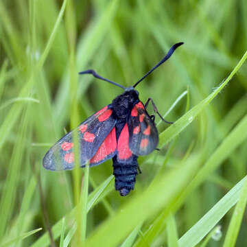 Image of six-spot burnet