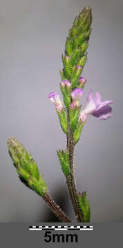 Image of herb of the cross