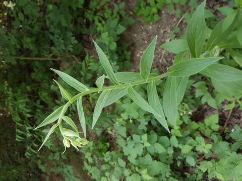 Imagem de Digitalis grandiflora Mill.