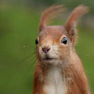 Image of Eurasian red squirrel