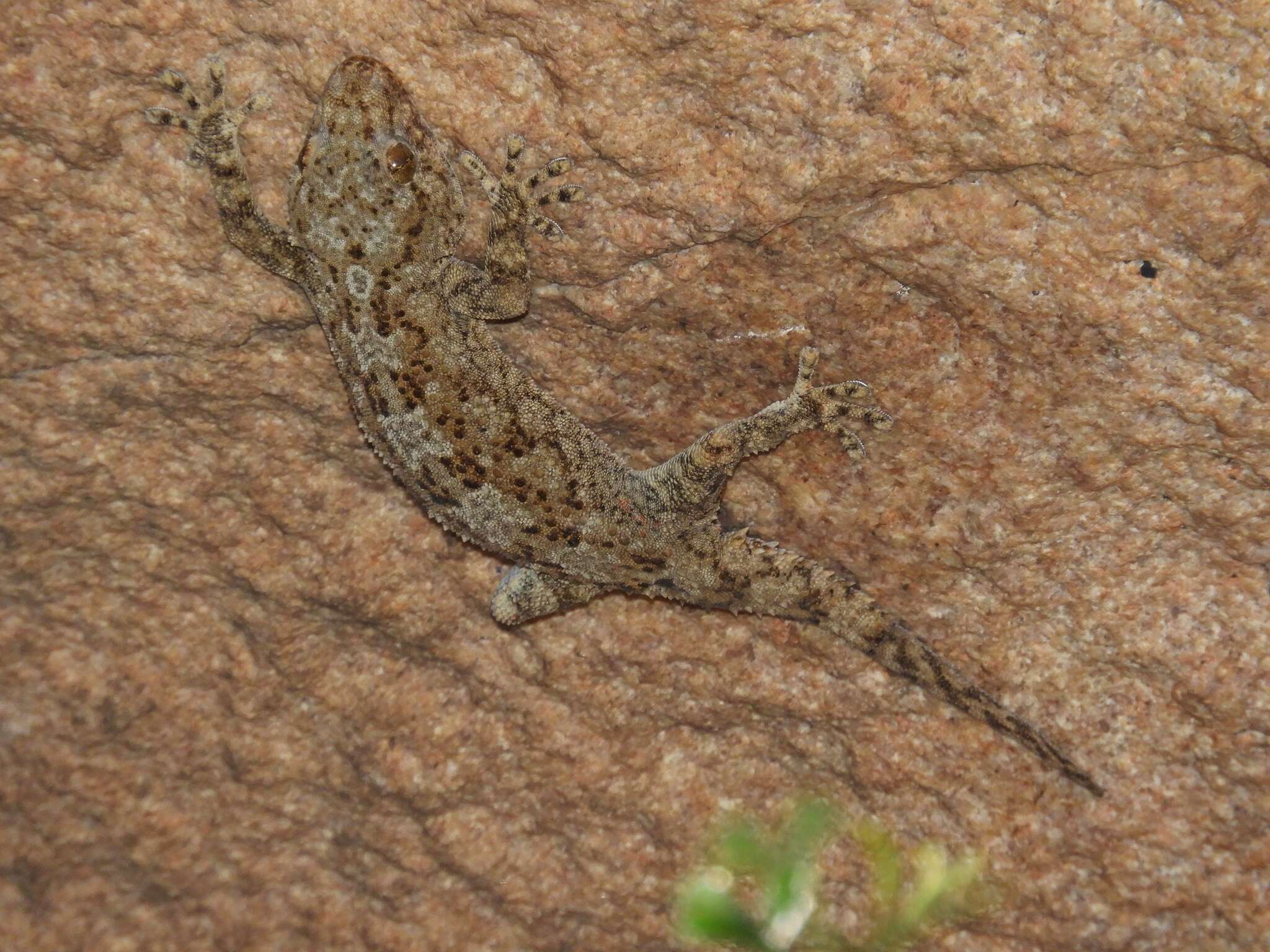 Image of Namaqua Thick-toed Gecko