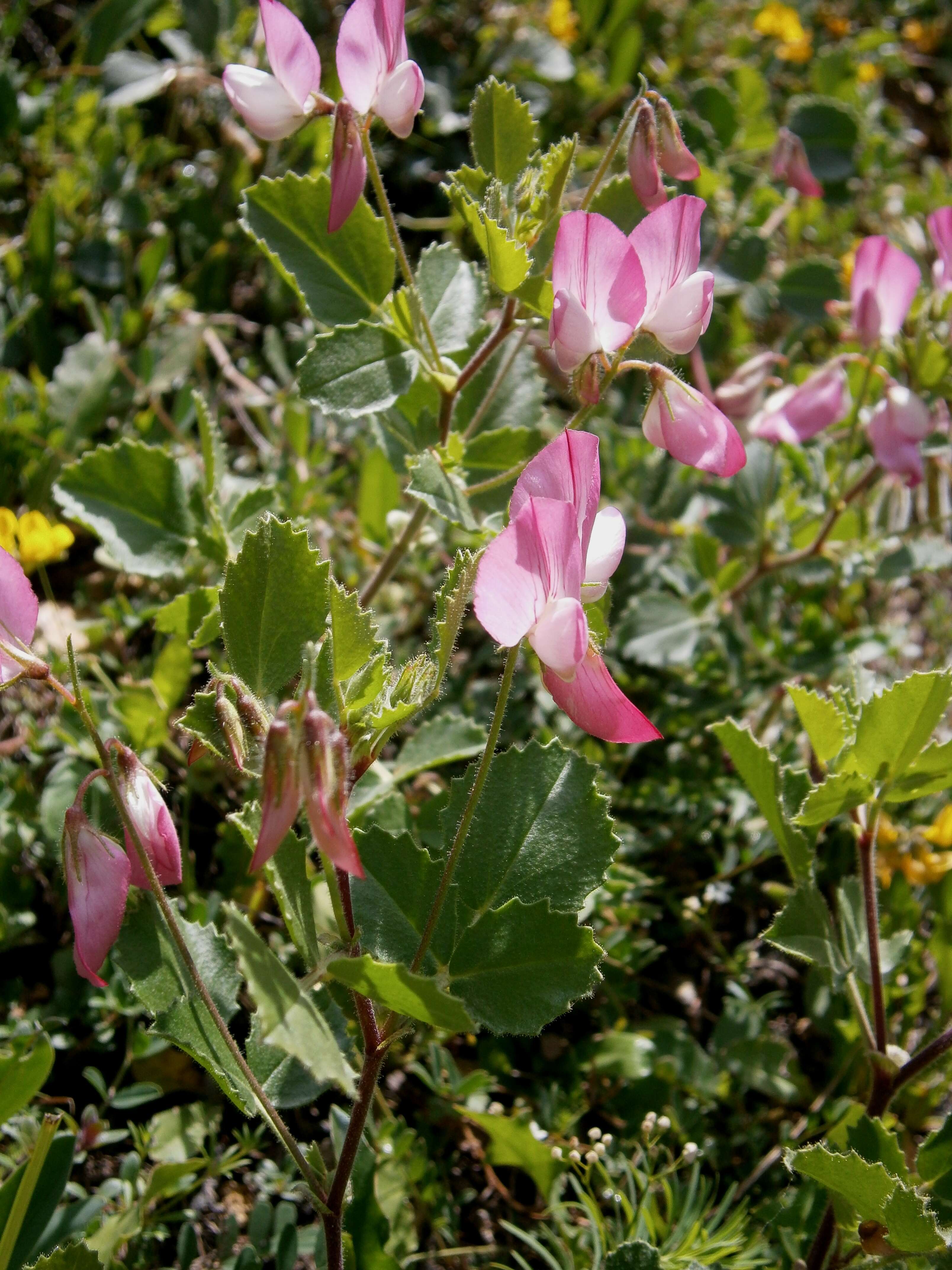 Ononis rotundifolia L.的圖片