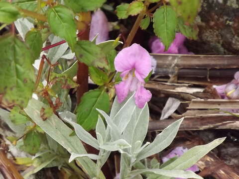 Image of Himalayan balsam