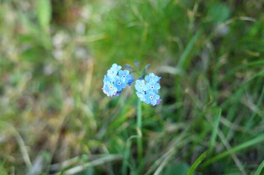 Image of Alpine forget-me-not