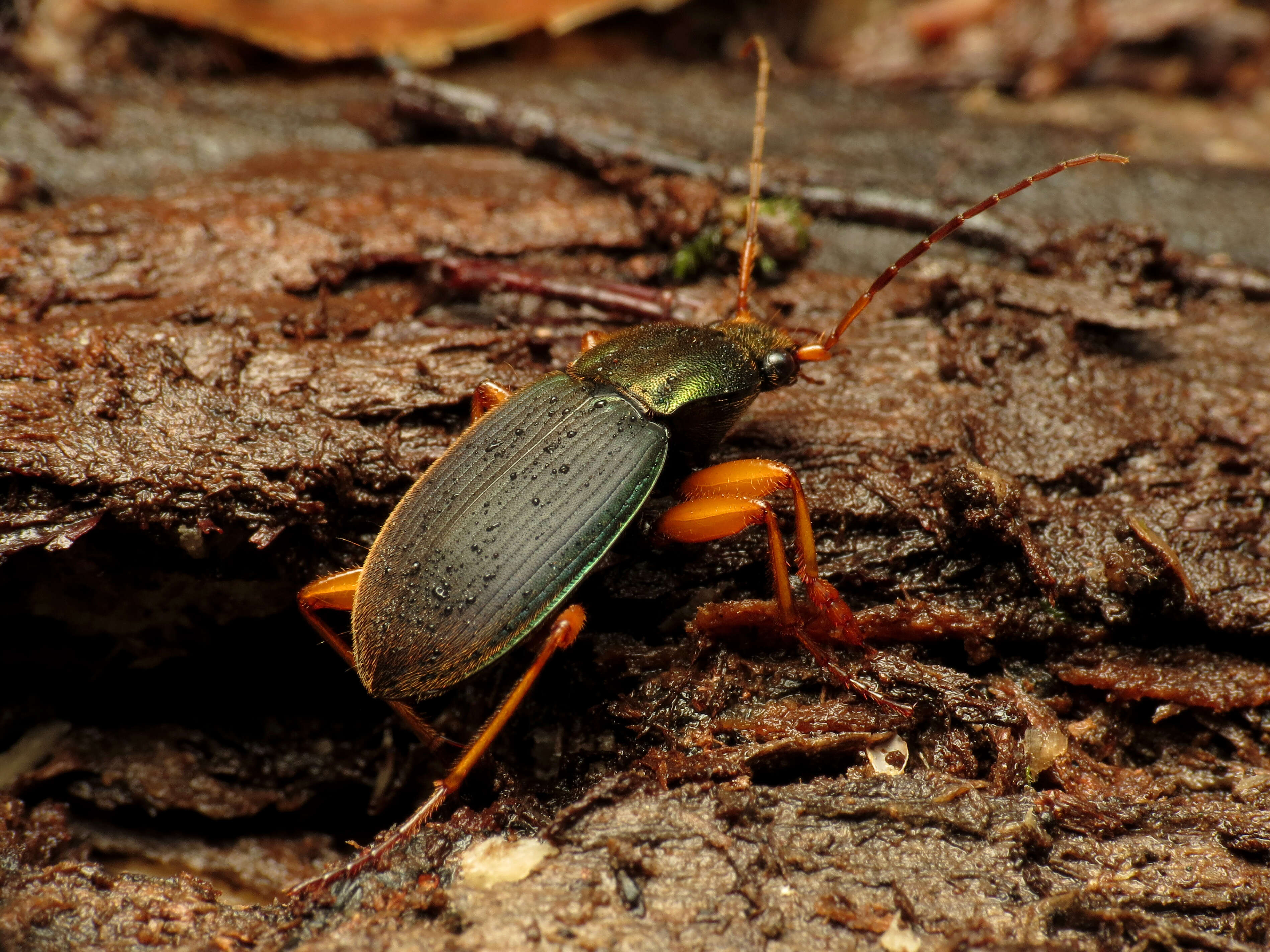 Image of Vivid Metallic Ground Beetles