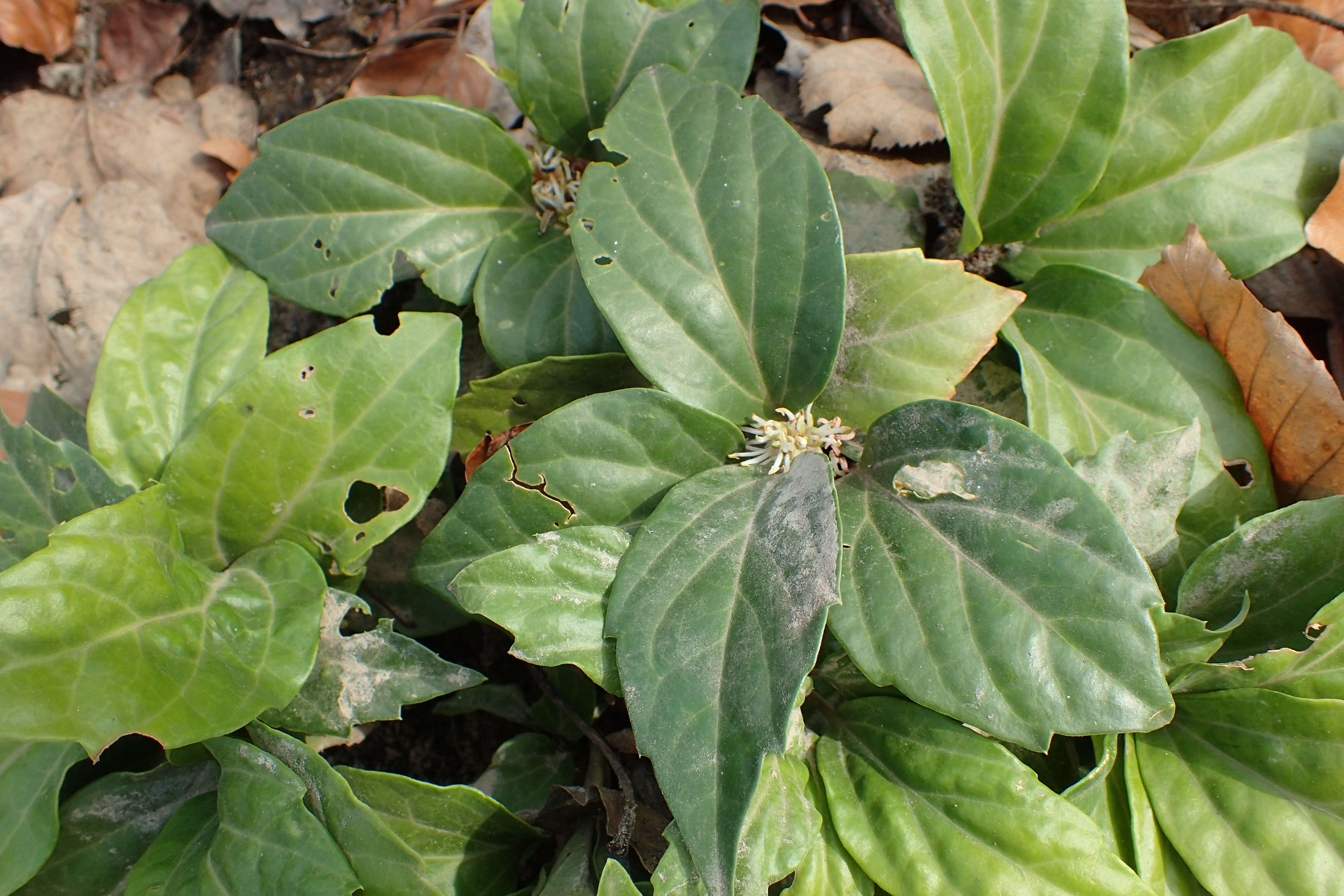 Image de Pachysandra axillaris Franch.