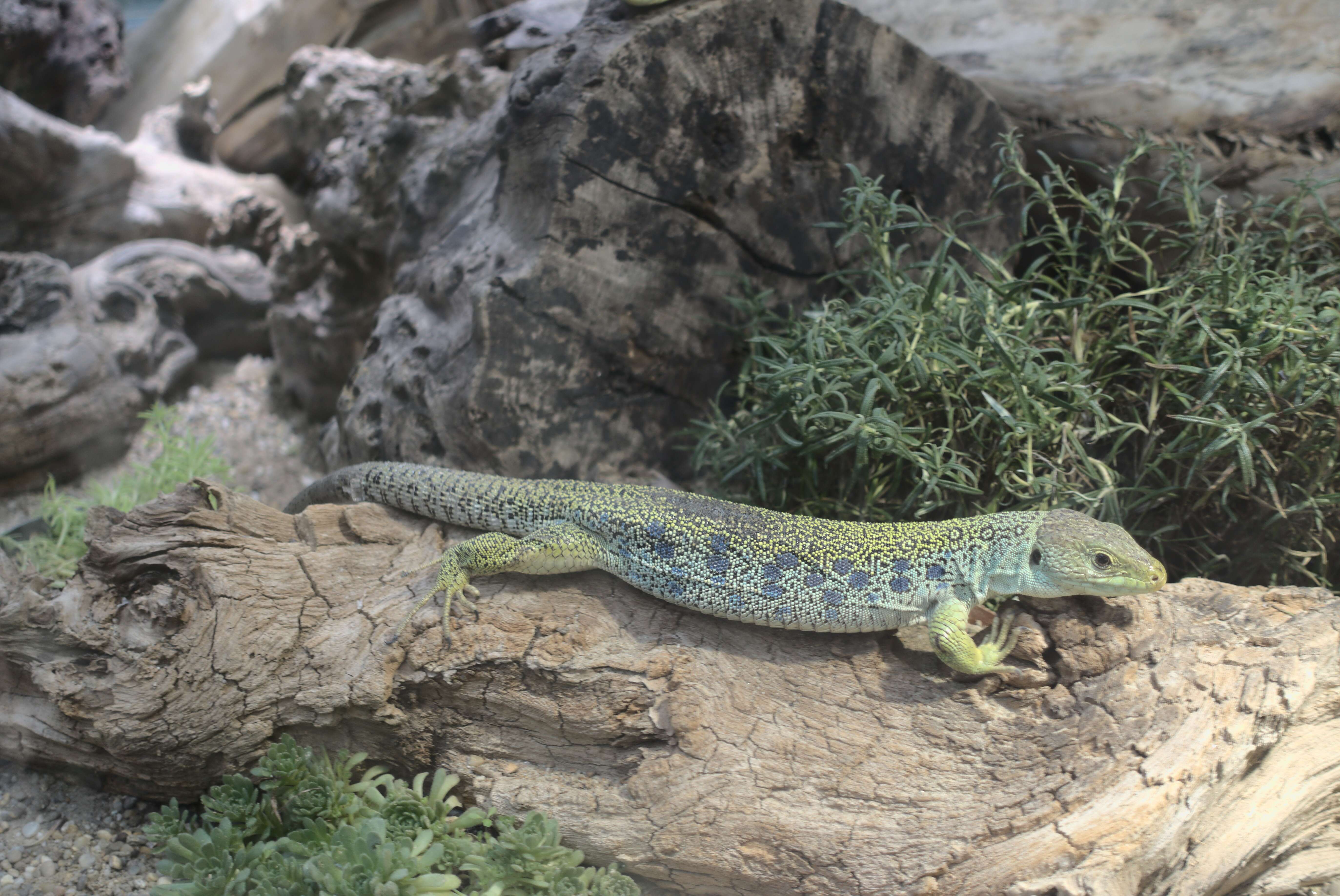 Image of Ocellated Lizard