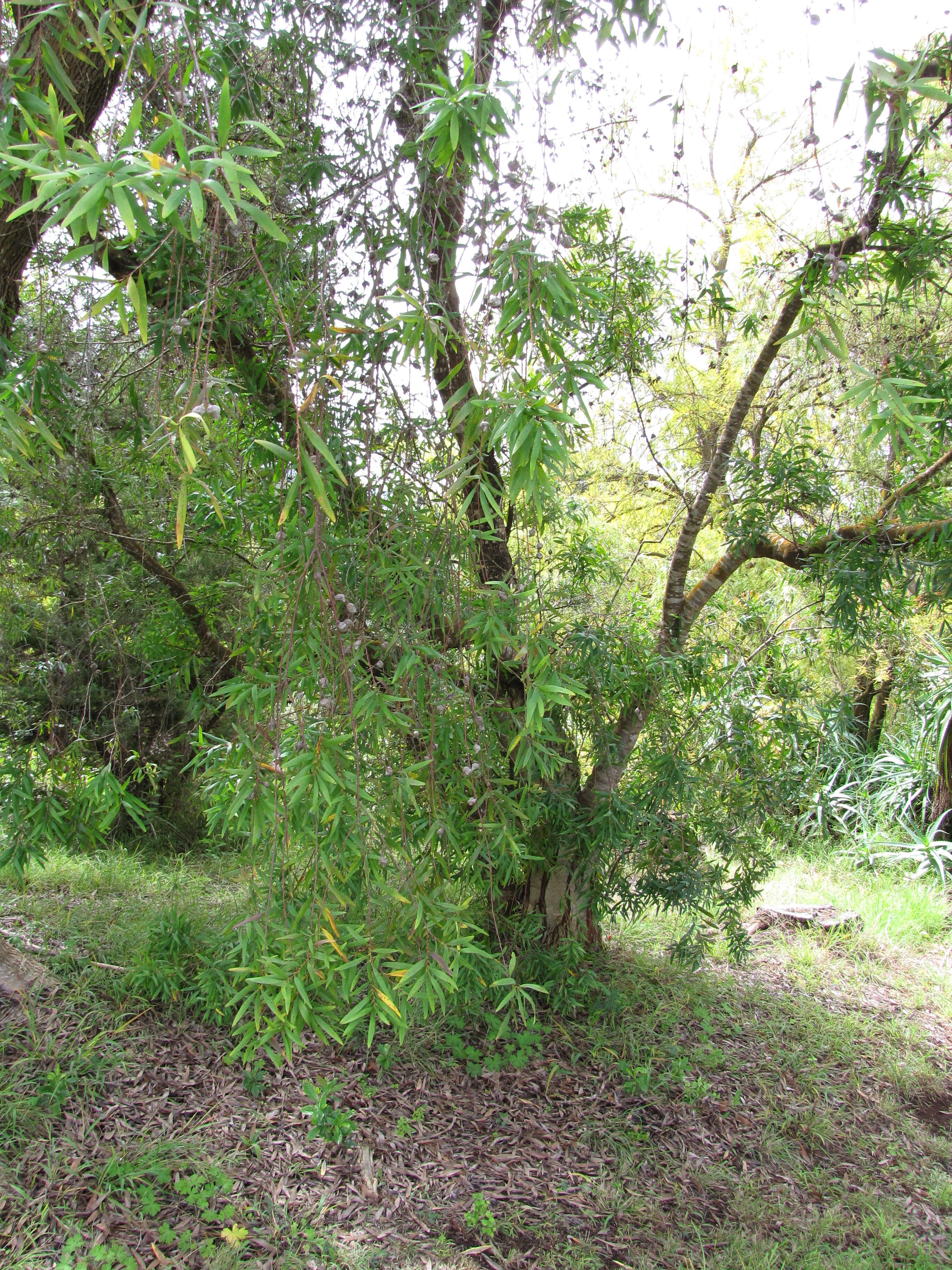 Image of Willow hakea