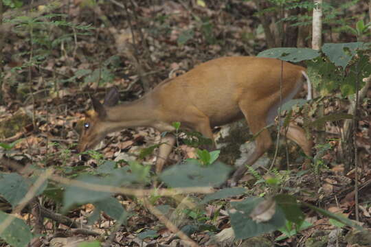 Image of Barking Deer