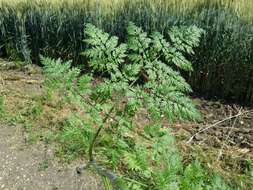 Image of bulbous chervil