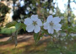 Image of Prunus incisa C. P. Thunb. ex A. Murray