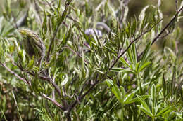 Image of hairy clematis