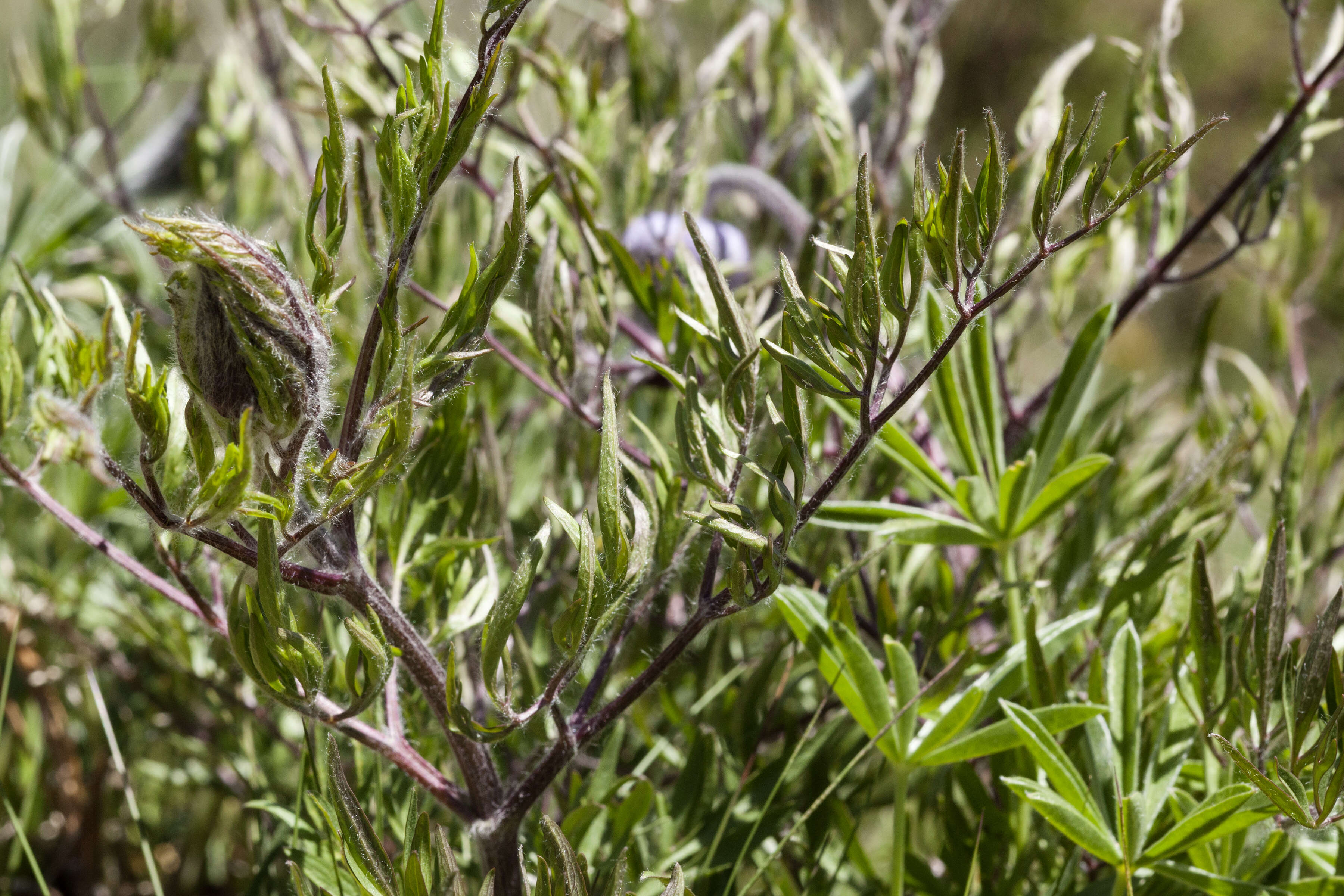 Image of hairy clematis