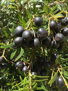 Syzygium pondoense Engl. resmi