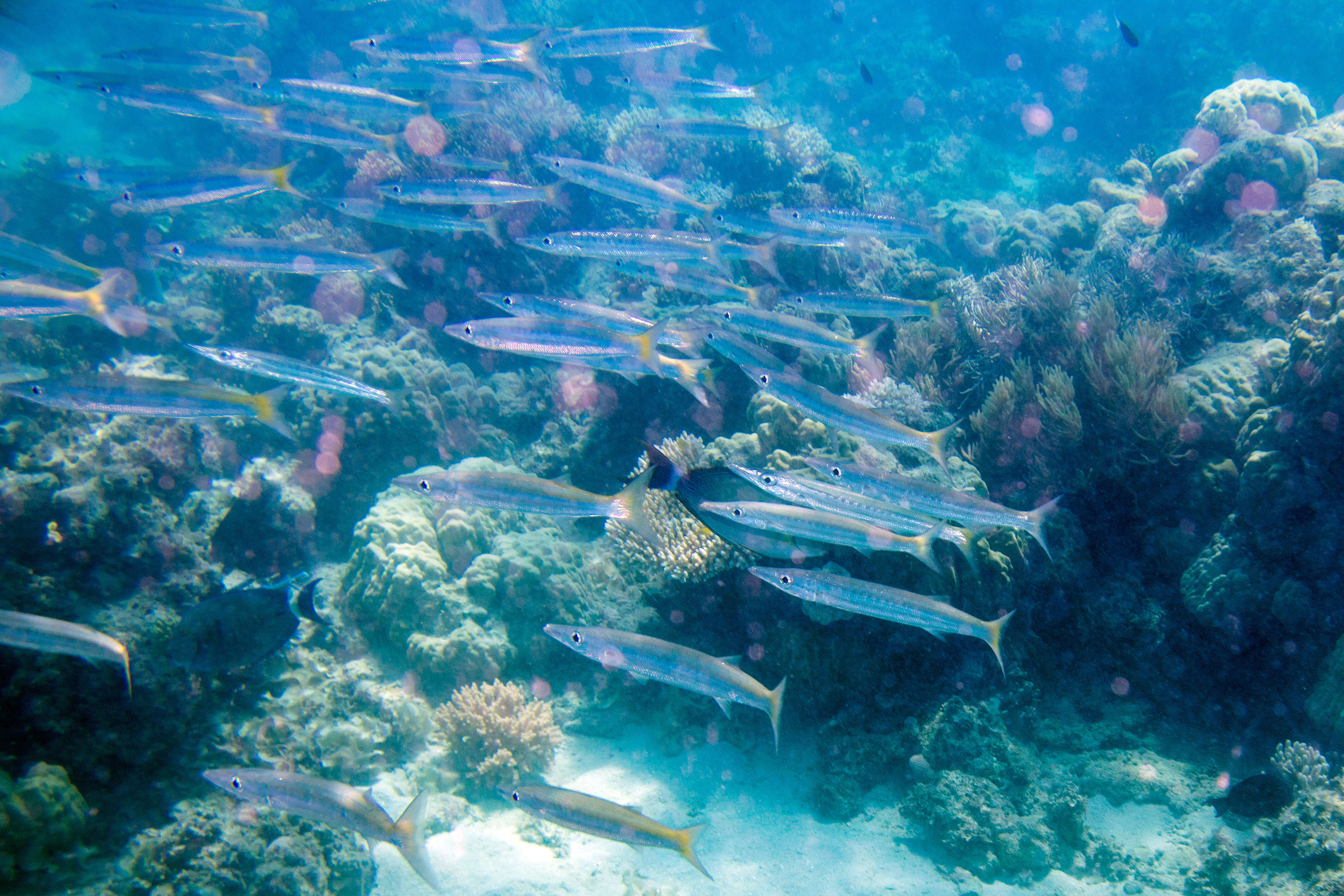 Image of Obtuse barracuda