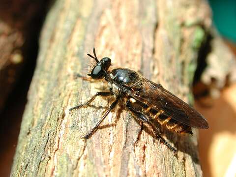 Image of Choerades marginata